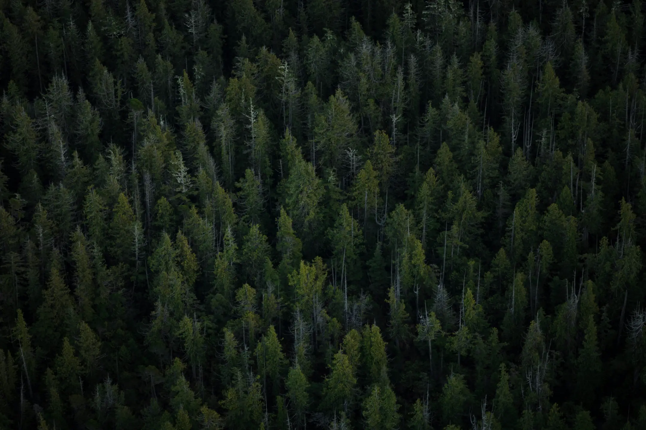 Ein Wald von oben
