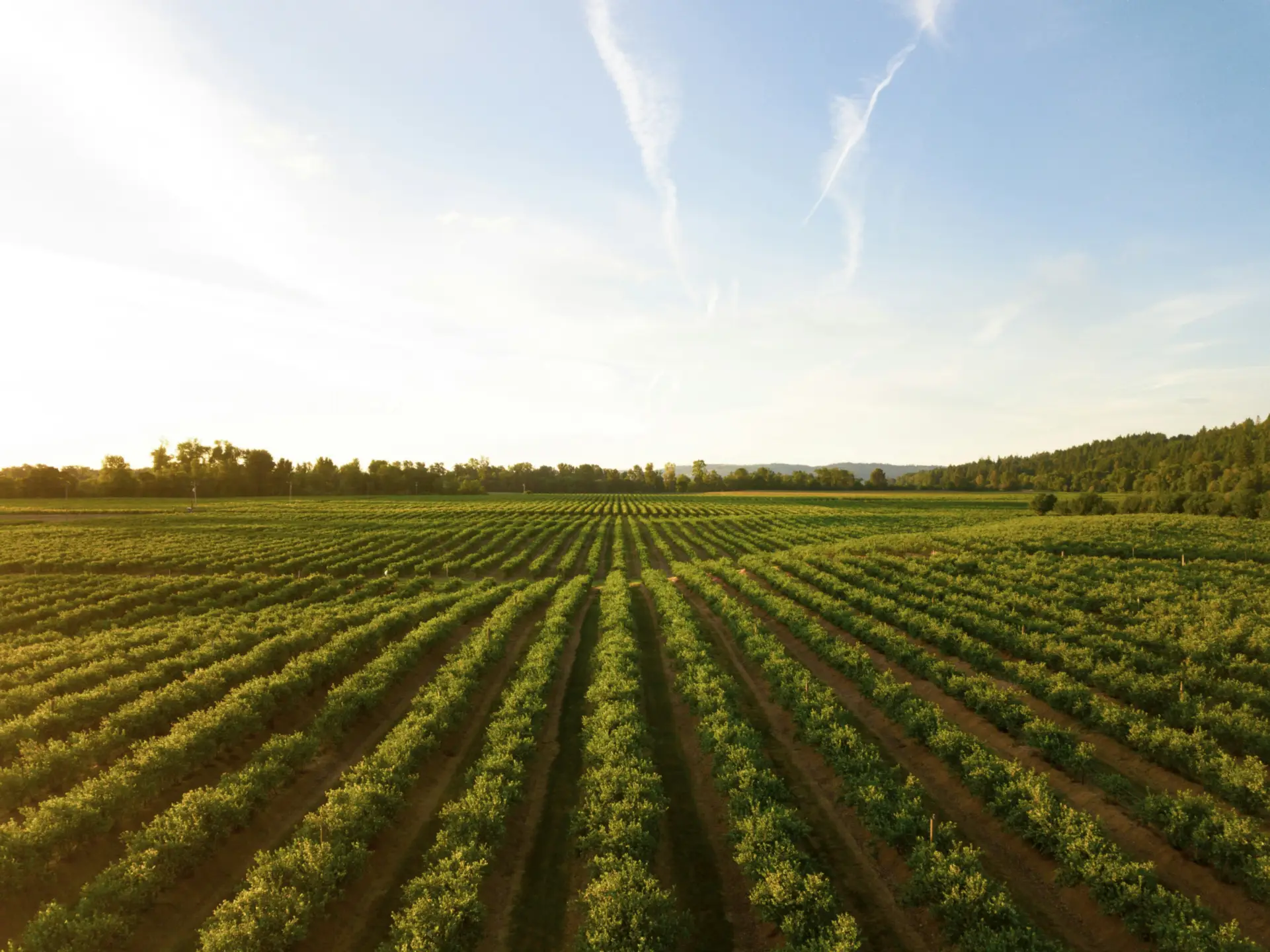 Hintergrundbild für Landwirtschaft